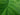 green leaf in close up photography