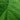 green leaf in close up photography