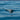 a dolphin jumping out of the water