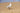 a seagull standing on the beach with a piece of bread in its mouth