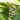 a white butterfly sitting on top of a green leaf