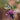 a butterfly sitting on top of a purple flower