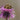a butterfly sitting on top of a purple flower