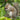 a squirrel eating a berry in a tree
