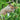 a squirrel sitting on a tree branch eating something