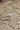 Seagull stands on a textured sandy beach.